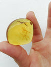 Aa grade green Mexican Amber 11.6g Nice Round shape pendant