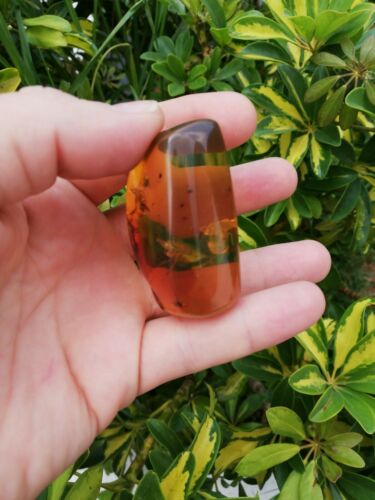 Stingless bees and other insects inside Mexican amber 26.5g