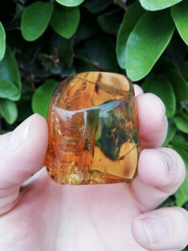 Stingless bees and other insects inside Mexican amber 24.5g