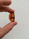Red green Mexican Amber 10g Good round shape and flat base