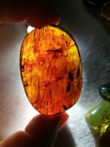 Ants and stingless bees with other insects inside Mexican amber 21.2g
