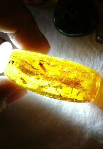Insect debris inside Mexican amber 16.3g
