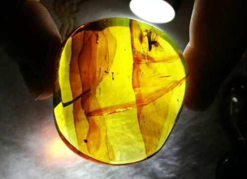 Ants and other insects inside Mexican amber 27.2g