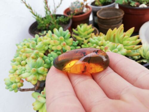 Honey Mexican Amber 9g fully polished cabochon pendant