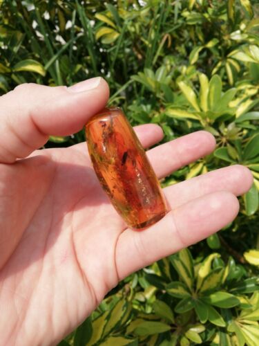 Insect debris inside Mexican amber 16.3g