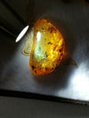 Plant debris worm and other fossil insects inside Mexican amber 17.3g