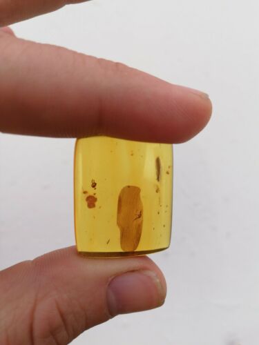 Square cabochon pendant Mexican Amber 5g fully polished with insect debris