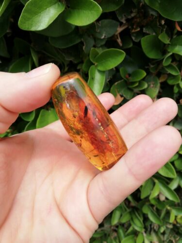 Insect debris inside Mexican amber 16.3g