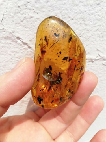 Plant debris worm and other fossil insects inside Mexican amber 17.3g