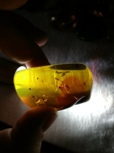 Stingless bees and other insects inside Mexican amber 26.5g