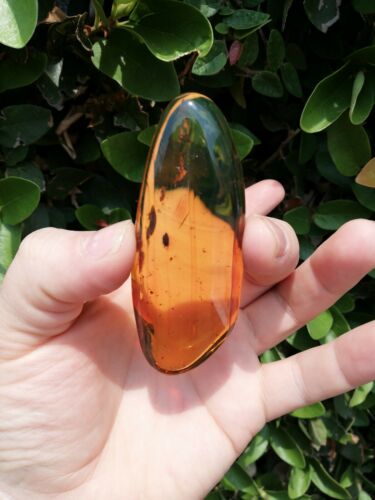 Ants and other insects inside Mexican amber 29.1g