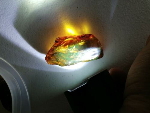 Several Caddisflies or order Trichoptera in Mexican Amber museum grade fossil insect specimen