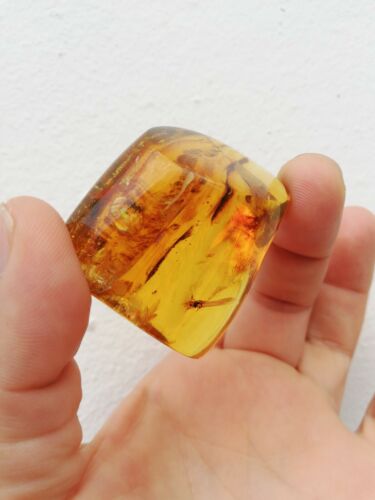 Stingless bees and other insects inside Mexican amber 24.5g