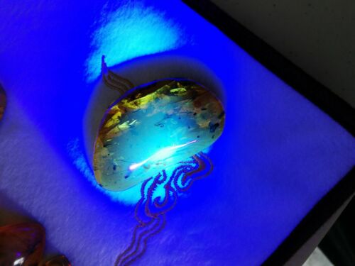 Plant debris worm and other fossil insects inside Mexican amber 17.3g