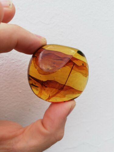Ants and other insects inside Mexican amber 27.2g