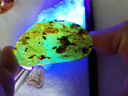 Plant debris worm and other fossil insects inside Mexican amber 17.3g