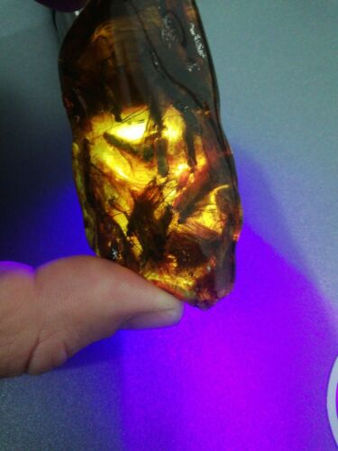 Several Caddisflies or order Trichoptera in Mexican Amber museum grade fossil insect specimen