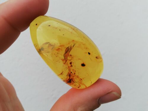 Good Shape Clear pendant blue green Mexican Amber 18.3g