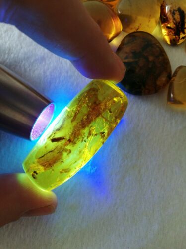 Insect debris inside Mexican amber 16.3g