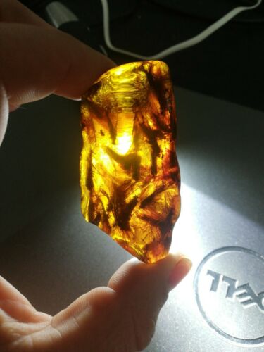 Several Caddisflies or order Trichoptera in Mexican Amber museum grade fossil insect specimen