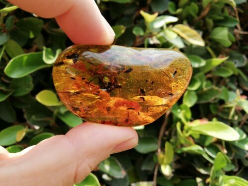 Plant debris worm and other fossil insects inside Mexican amber 17.3g