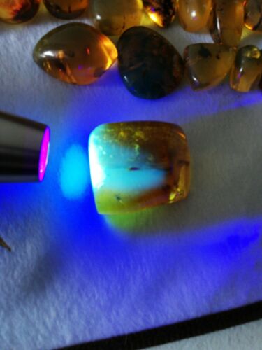 Stingless bees and other insects inside Mexican amber 24.5g