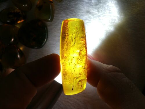 Insect debris inside Mexican amber 16.3g