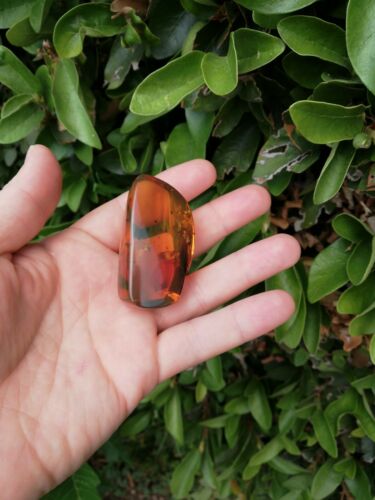 Stingless bees and other insects inside Mexican amber 26.5g