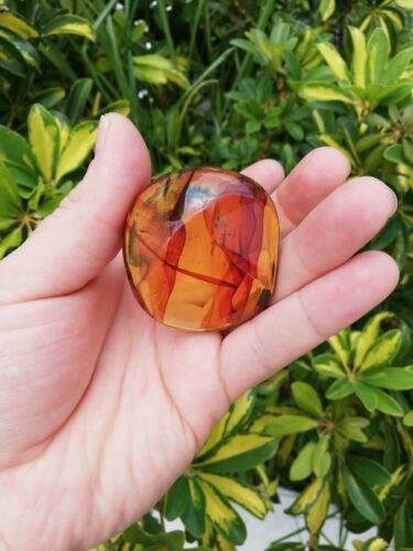 Ants and other insects inside Mexican amber 27.2g