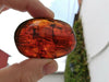 Ants and stingless bees with other insects inside Mexican amber 21.2g