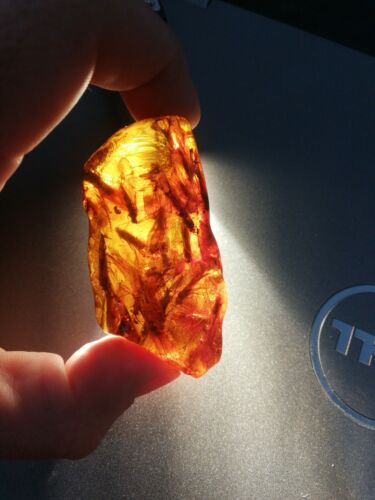 Several Caddisflies or order Trichoptera in Mexican Amber museum grade fossil insect specimen