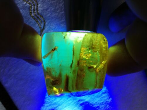 Stingless bees and other insects inside Mexican amber 24.5g