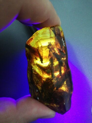 Several Caddisflies or order Trichoptera in Mexican Amber museum grade fossil insect specimen