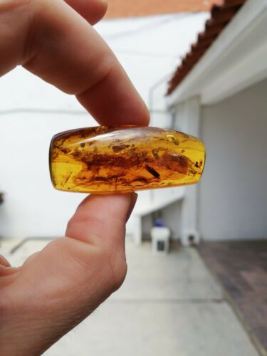 Insect debris inside Mexican amber 16.3g