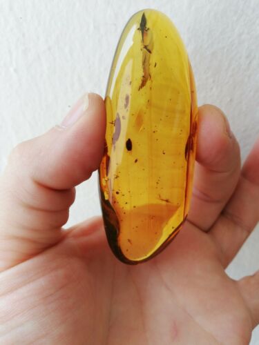 Ants and other insects inside Mexican amber 29.1g