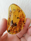 Plant debris worm and other fossil insects inside Mexican amber 17.3g