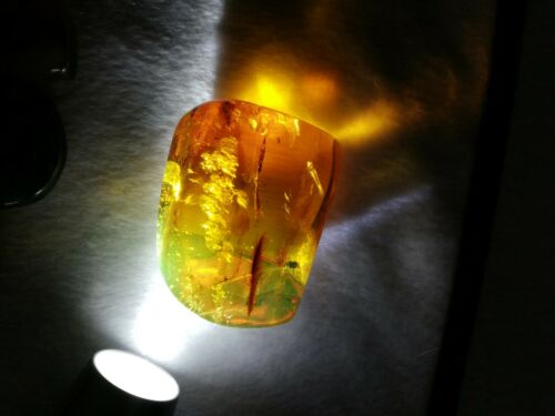 Stingless bees and other insects inside Mexican amber 24.5g