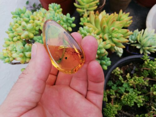Good Shape Clear pendant blue green Mexican Amber 18.3g