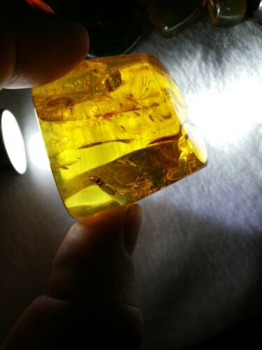 Stingless bees and other insects inside Mexican amber 24.5g