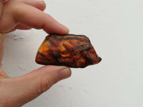 Several Caddisflies or order Trichoptera in Mexican Amber museum grade fossil insect specimen