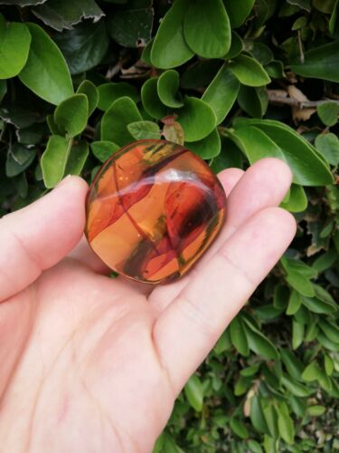 Ants and other insects inside Mexican amber 27.2g