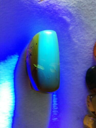 Stingless bees and other insects inside Mexican amber 26.5g