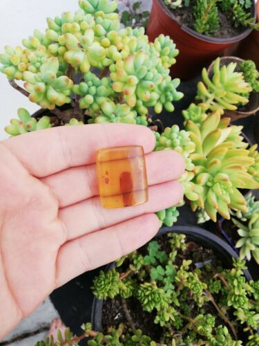 Square cabochon pendant Mexican Amber 5g fully polished with insect debris