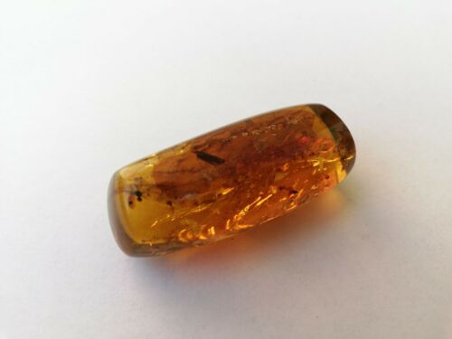 Insect debris inside Mexican amber 16.3g