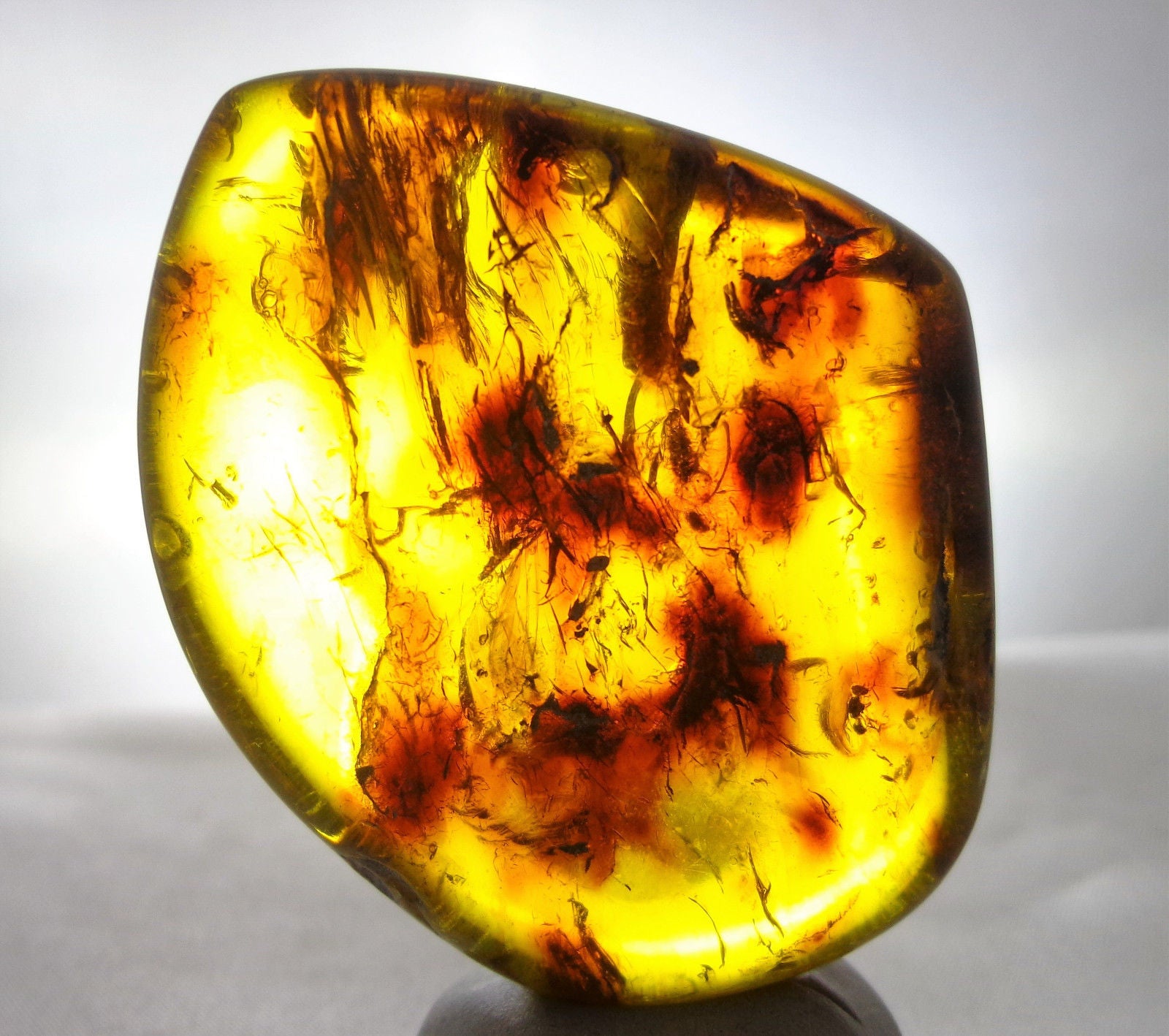 Mexican Amber 2 Termite Stingless Bee Insect Inclusion Speciemen