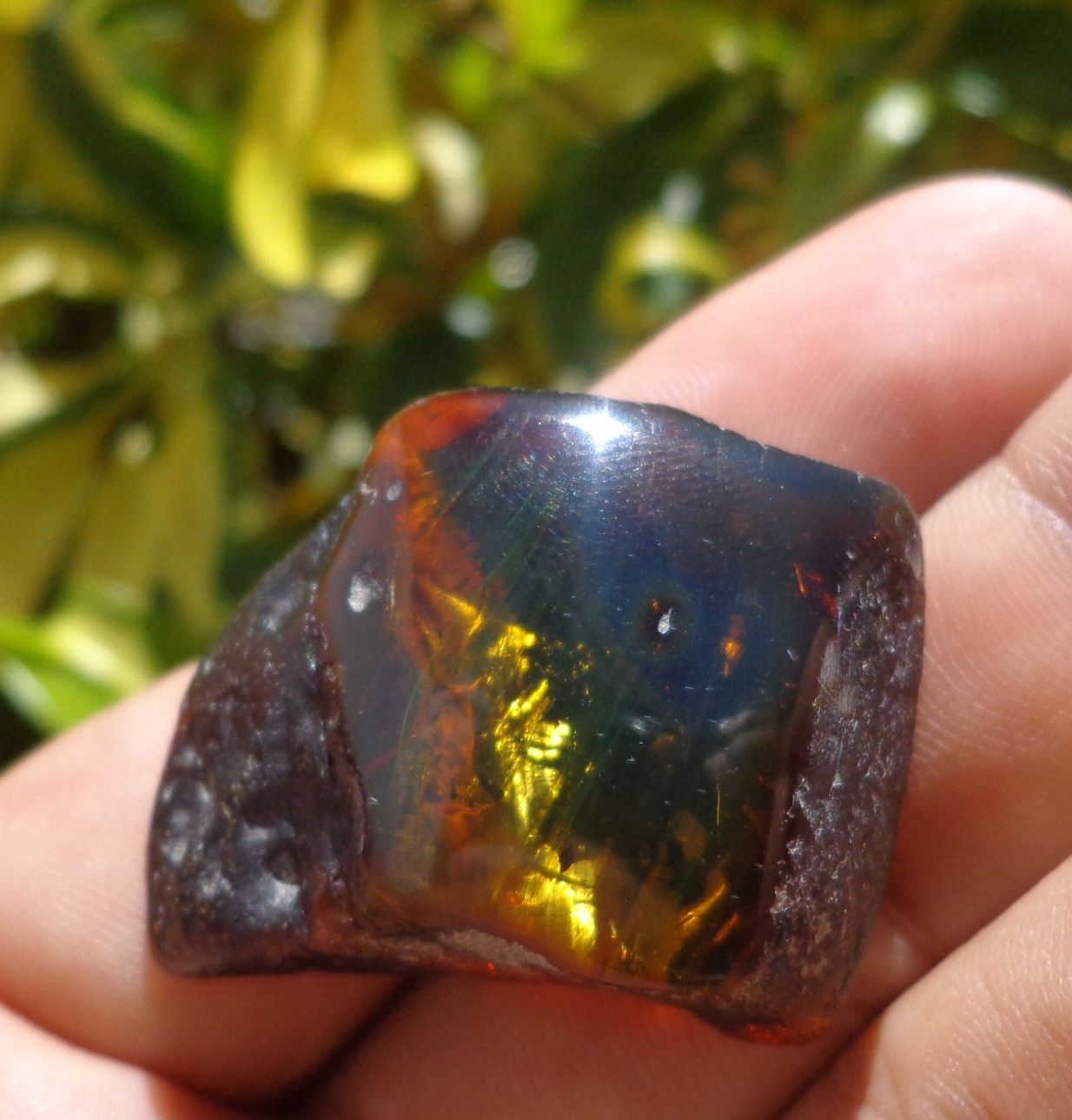 Red Green Mexican Amber Stone insect Inclusion window Polished 7.8g
