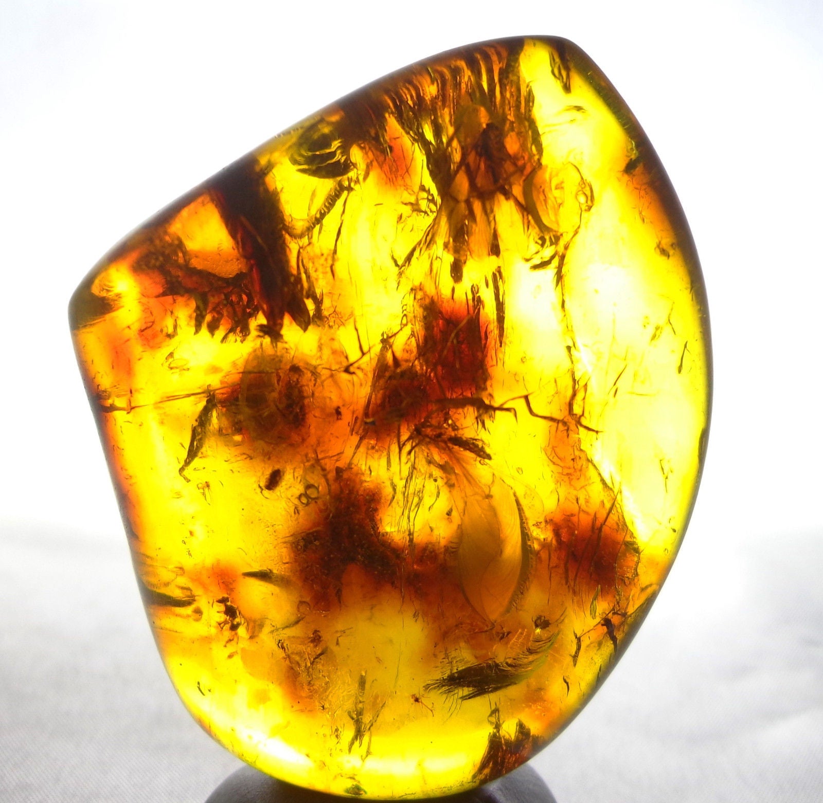 Mexican Amber 2 Termite Stingless Bee Insect Inclusion Speciemen