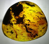 Rare Mexican Amber Mammal Hair inside Full Polished 33.8g