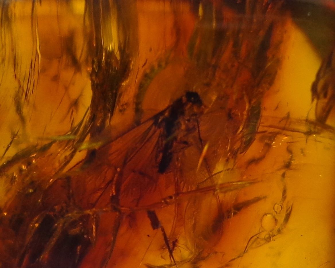 Mexican Amber 2 Termite Stingless Bee Insect Inclusion Speciemen