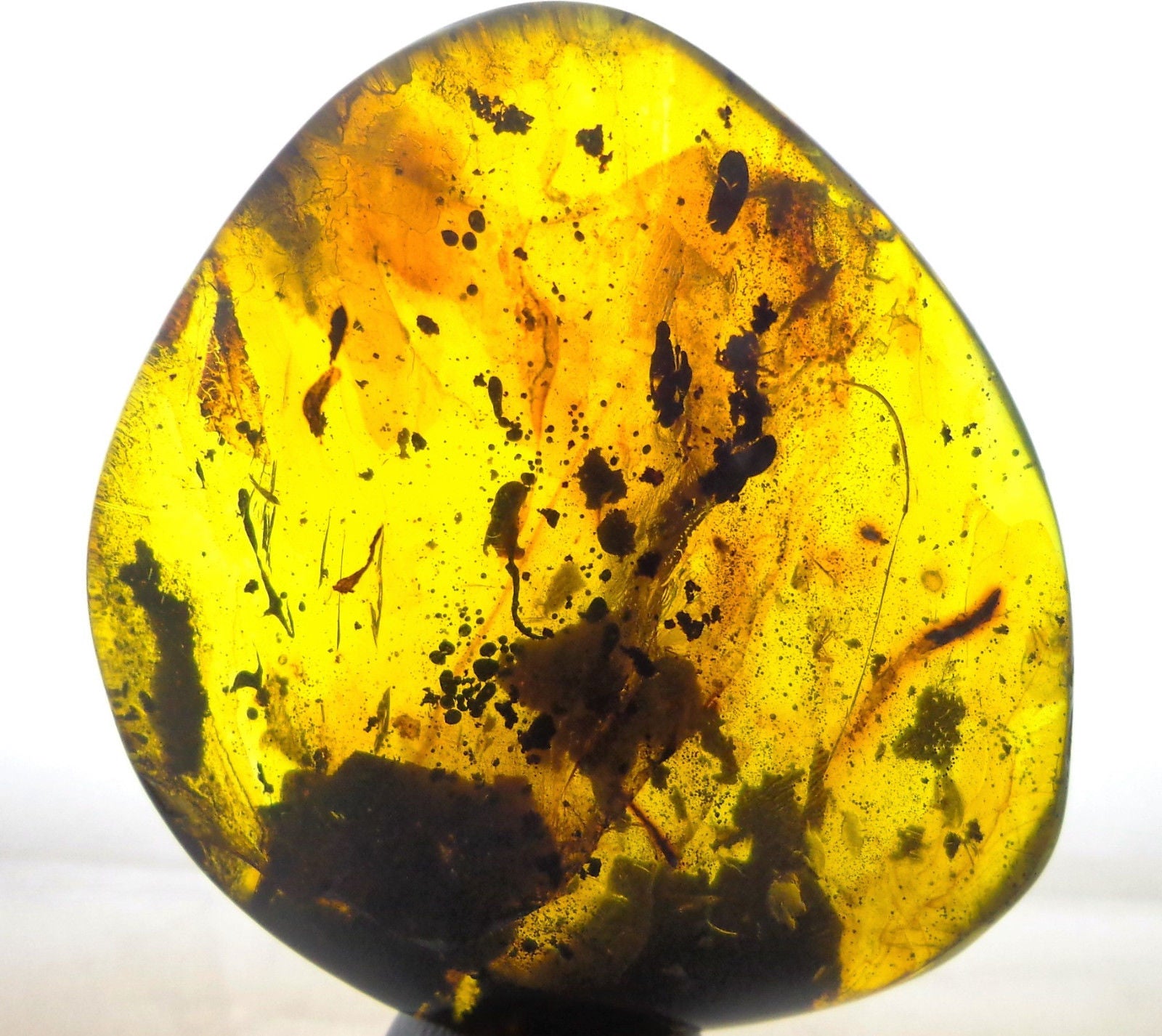 Rare Mexican Amber Mammal Hair inside Full Polished 33.8g